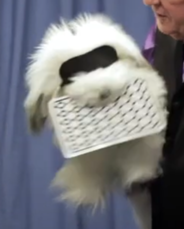Person holding a small white dog in a basket against a blue curtain background