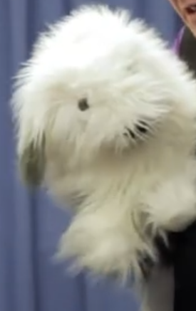 White fluffy dog held by a person against a blue curtain background