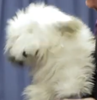 Close-up of a fluffy white dog with a blurred background