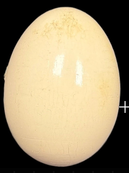 Silk to Egg Magic Trick – Classic Close-Up Illusion