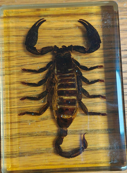 Realistic model of a scorpion on a wooden surface
