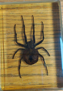 Spider on a wooden surface