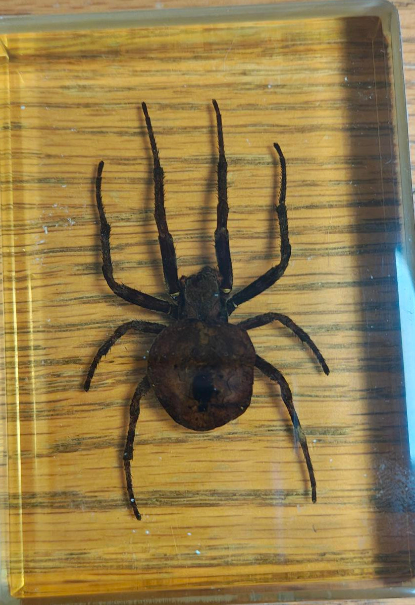Spider on a wooden surface