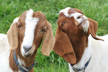 Want to See My Kids - MagicKits.com Magic Shop