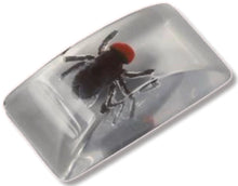 Clear plastic container with a spider inside on a white background