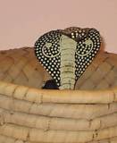 Snake Basket - MagicKits.com Magic Shop