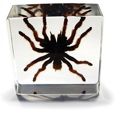 Tarantula Encased in Glass - MagicKits.com Magic Shop